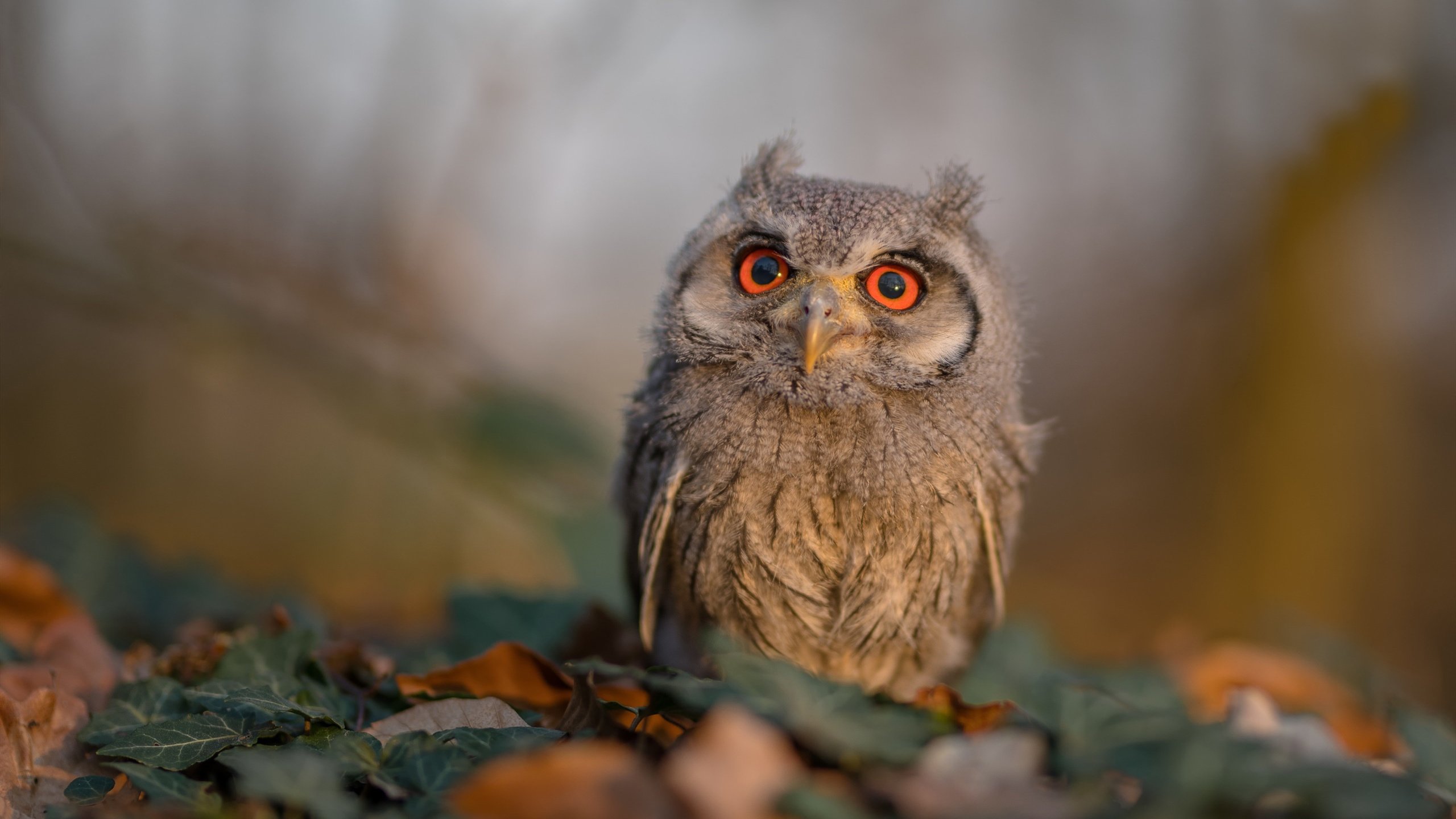 开云体育中国官网-_城际骑行比赛：城市之间的极速旅程_，城市赛自行车