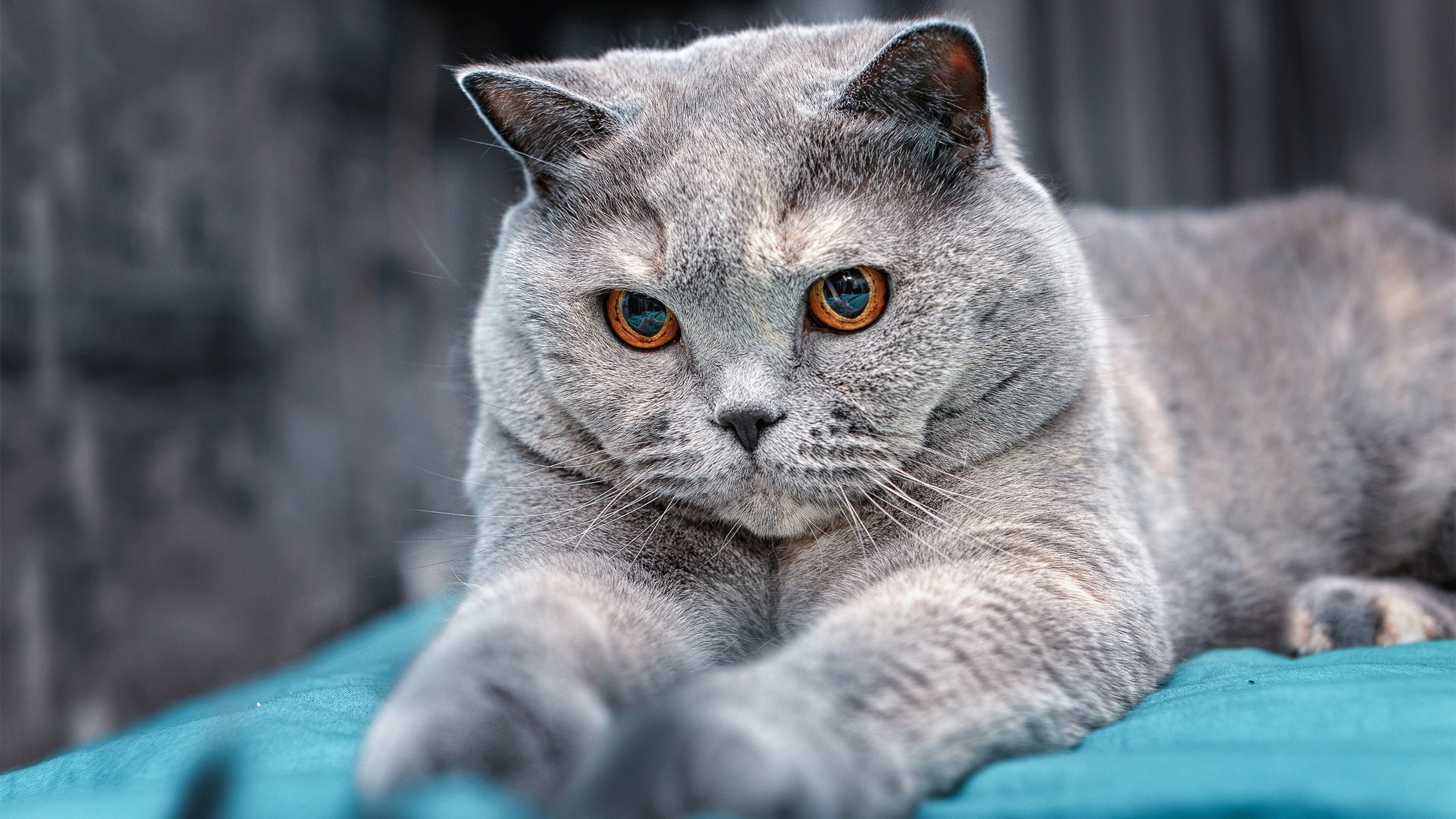 开云官方网站-_夜光自行车节：在灯火中穿越城市脉络_，自行车灯夜骑