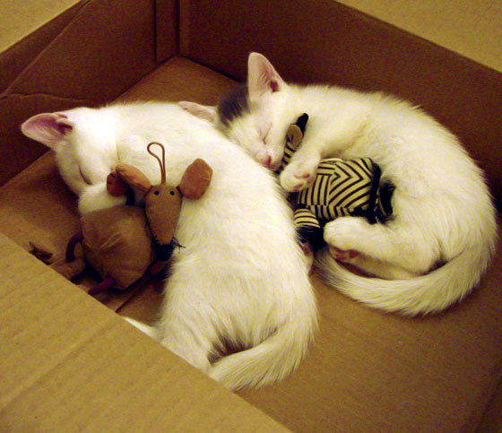 Kaiyun(中国)开云-传奇教练的“职业秘籍”：打造冠军文化的背后故事，传奇教练系统